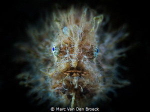 hairy facetime by Marc Van Den Broeck 